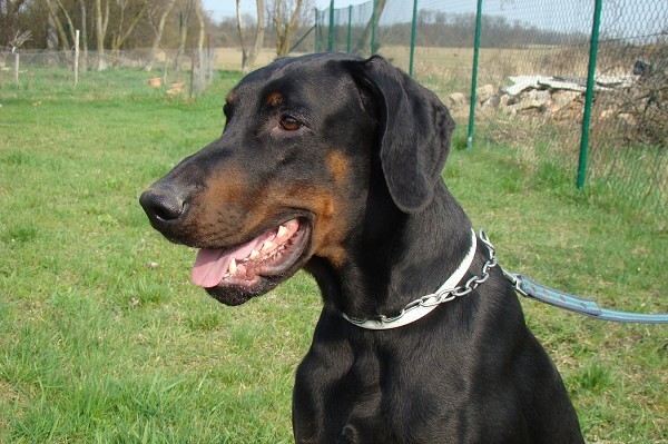 Jack von der Lüssenwiese