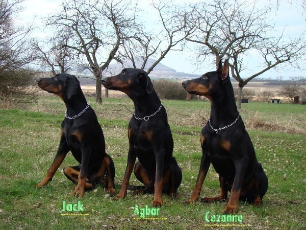 Jack von der Lüssenwiese